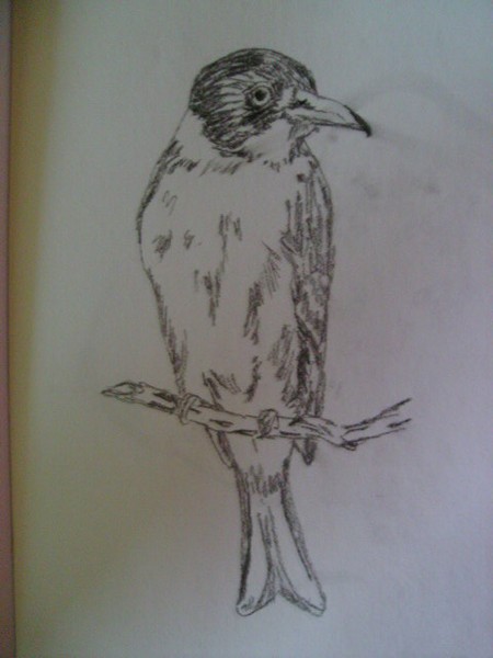 Bird