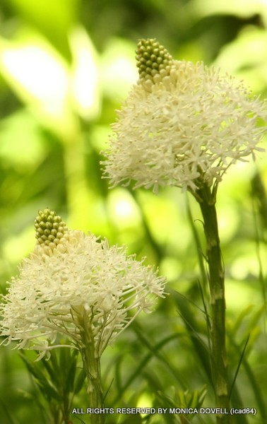 Beargrass