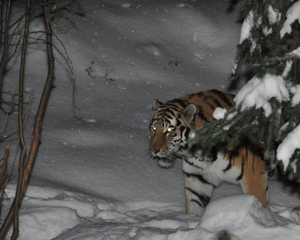 Snow Tiger
