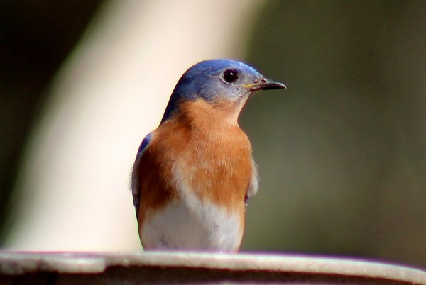 Handsome Blue bird