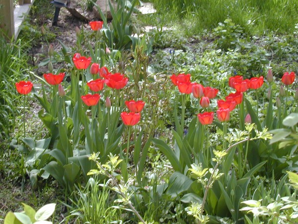 Tiptoe Through the Tulips