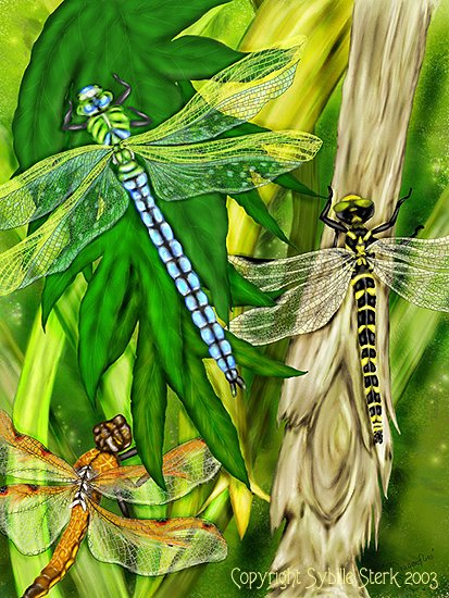 Dragonflies
