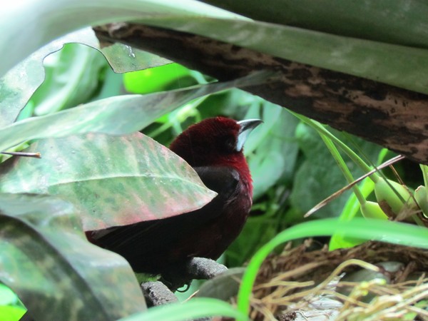 see the birdy