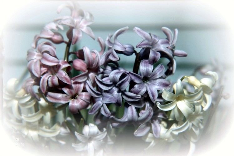 Flower haze