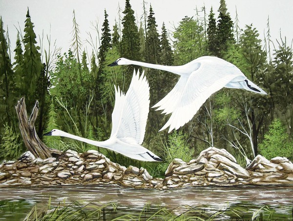Mute Swans