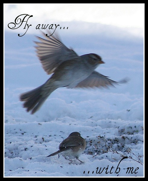 Fly Away With Me