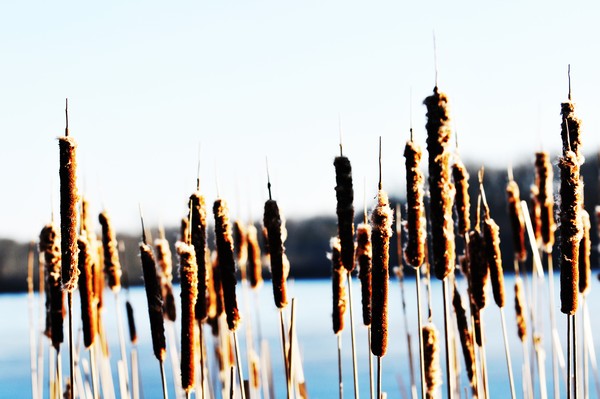 reeds