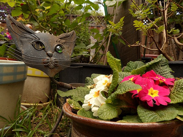 Garden Cat I