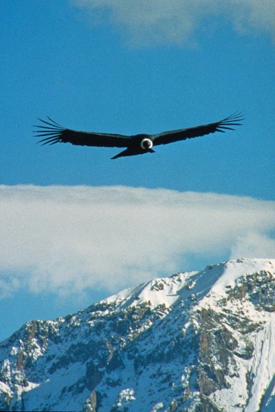 andean condor