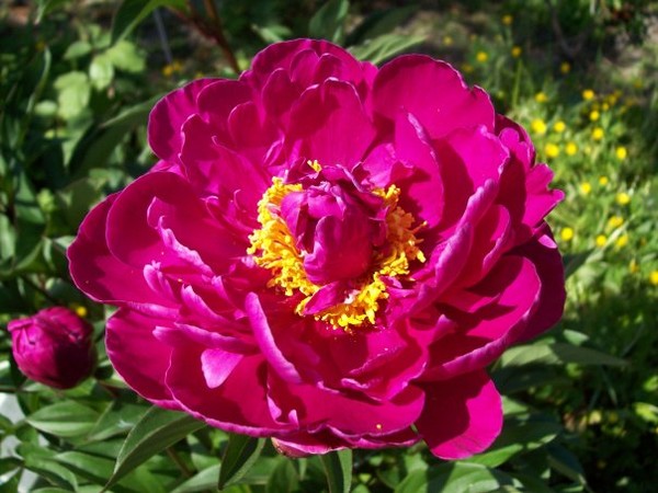 Peony