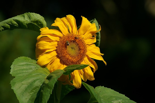 giant sunflower 2