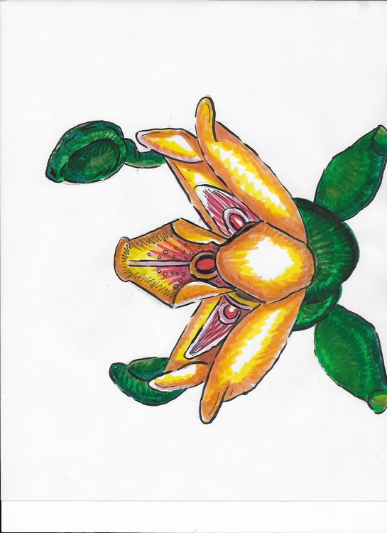 Orchid II 001