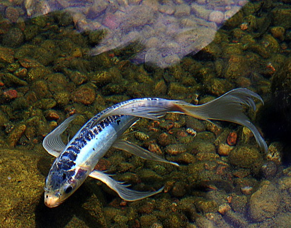 Blue Koi