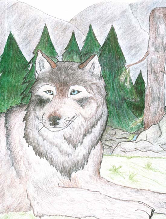 Mountain Wolf Resting