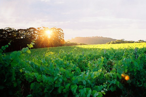 Vineyard Sunset