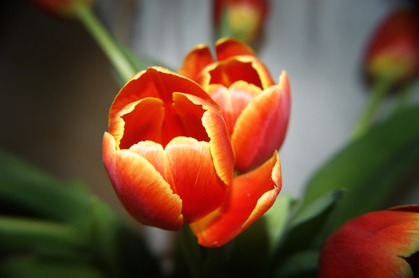 Tulips