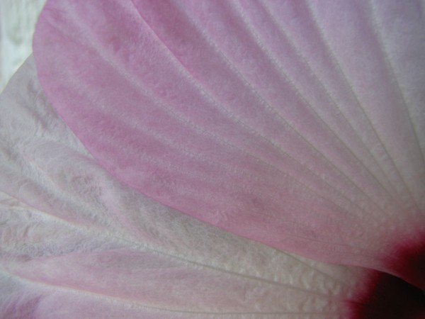 Pinki D7