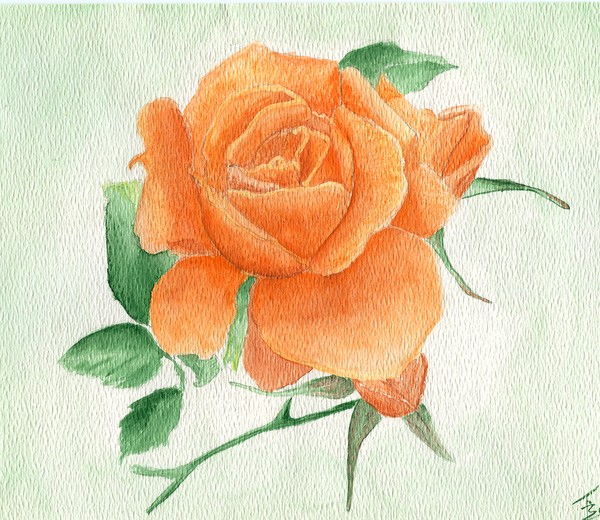 Rose