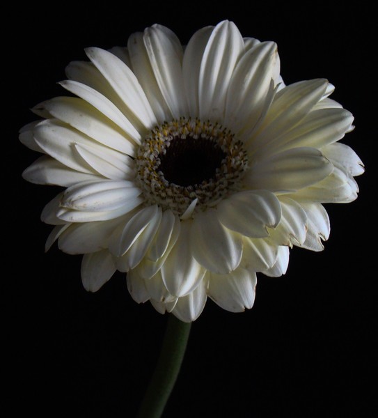 White Gerbera