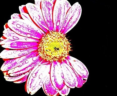 Gerber Daisy
