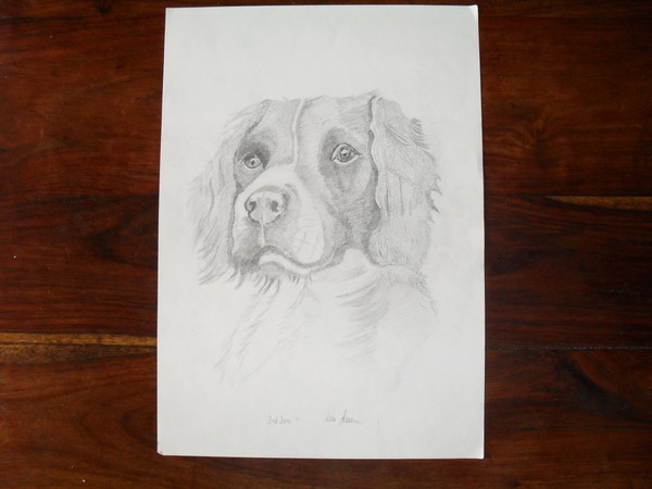 Spaniel