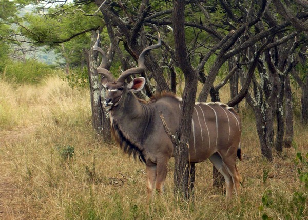 Kudu