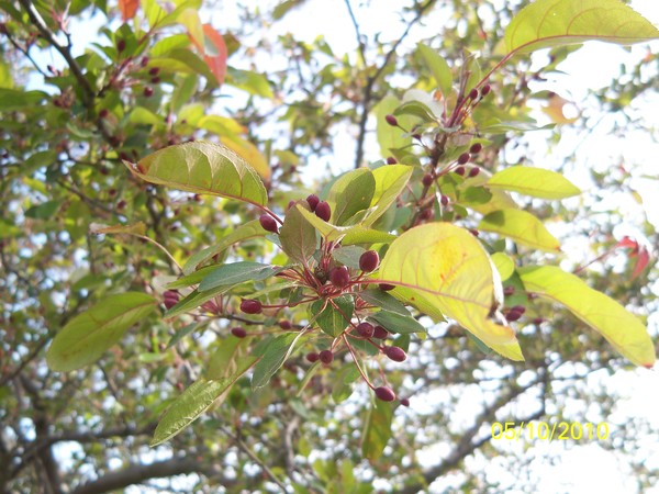 Berry Tree