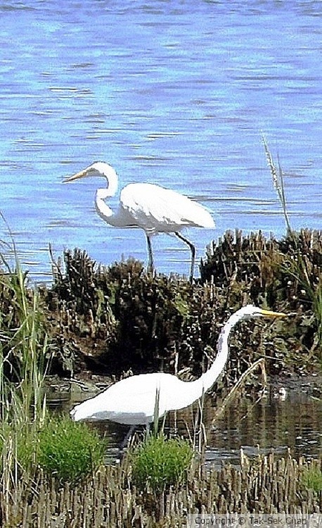 Great Egrets (Casmerodius albus), Jamaica Bay, 08-07-2015