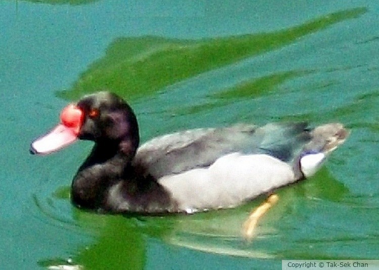 Rosy-billed Pochard, Kowloon Public Park, 03-20-2020