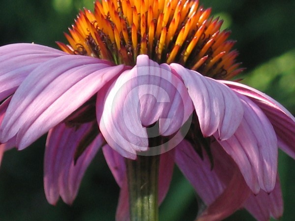 Coneflower