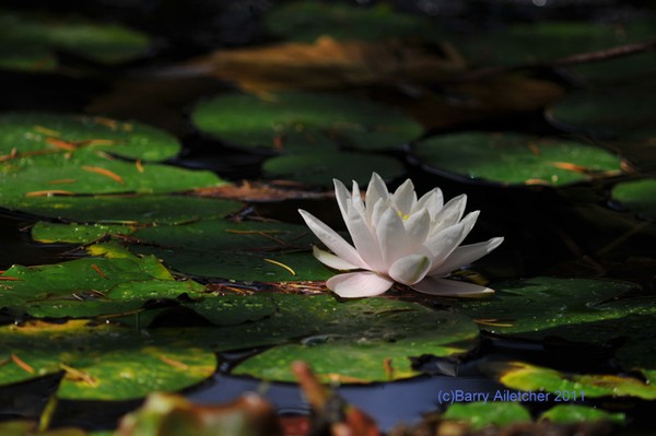 Water Lilly Flower