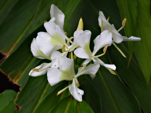 white flower