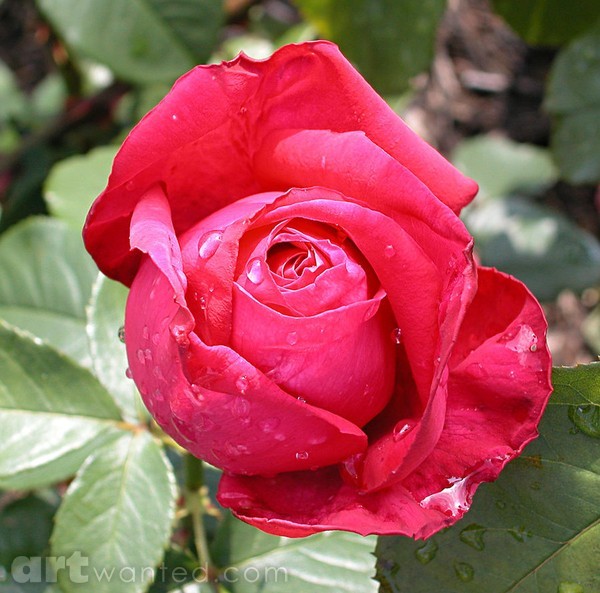 Dew Rose