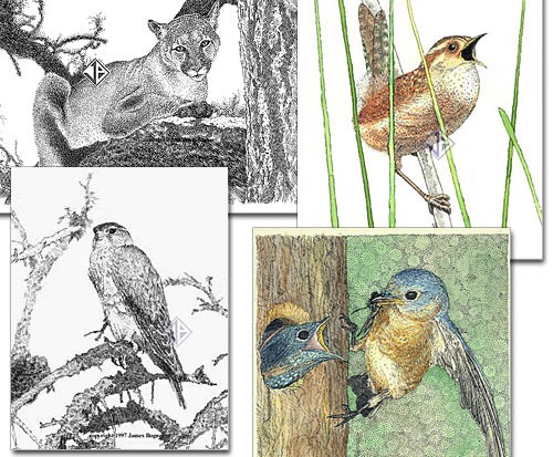 Nature In Pen And Ink