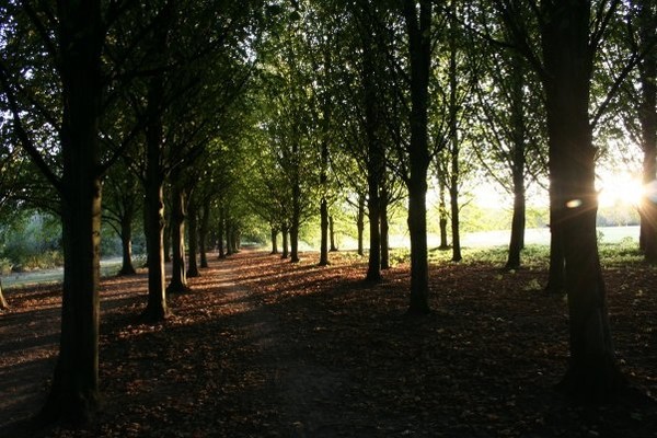 Trees at Coate Water