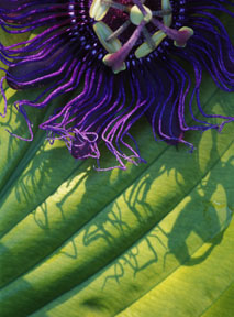 Passion Flower and Hosta