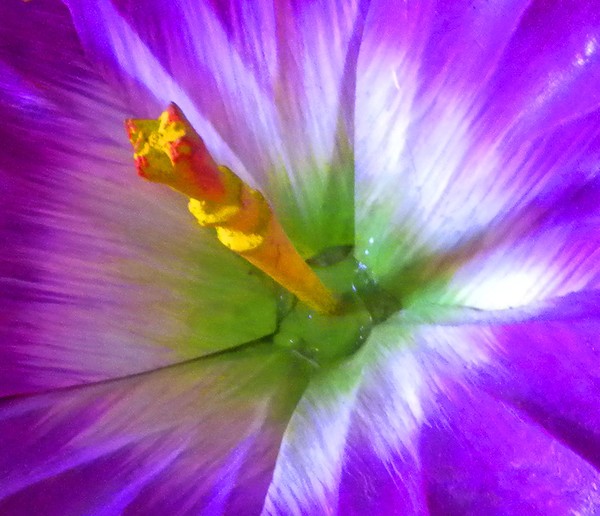 flower inside #6