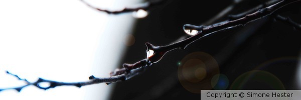 Twig