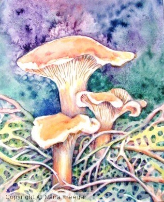Chanterelles - Cantharellus Cibarius