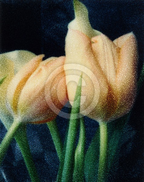 Resting Tulips