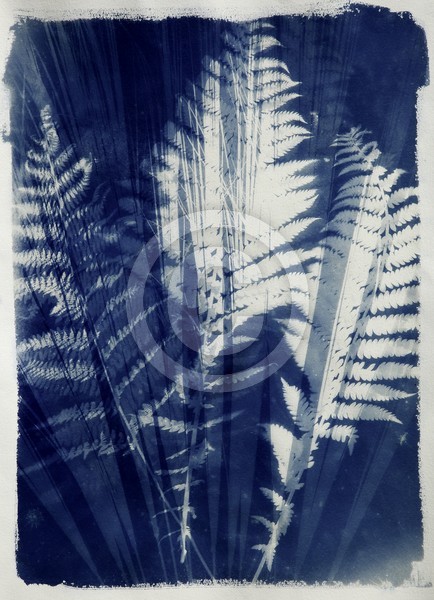 The Art of Nature 10