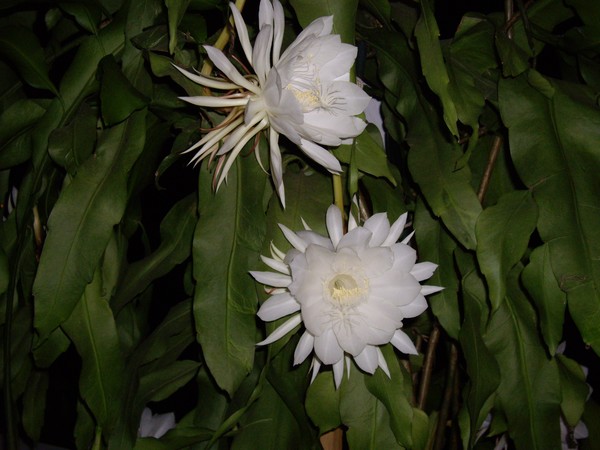 2008 . 1120pm007