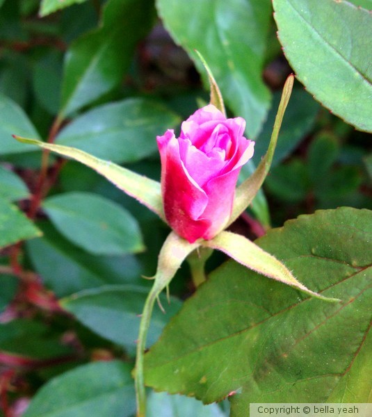 first rosebud '13