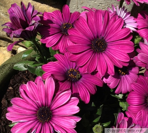 pink cape daisies