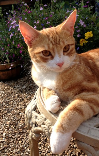 orion behaving.... briefly