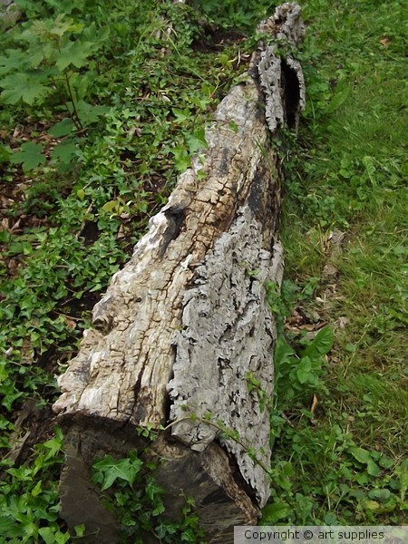 Fallen.Tree