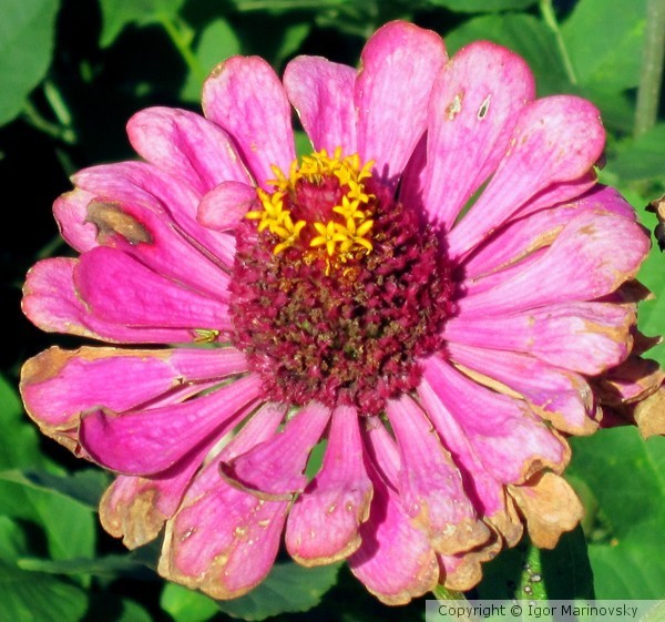 Flower