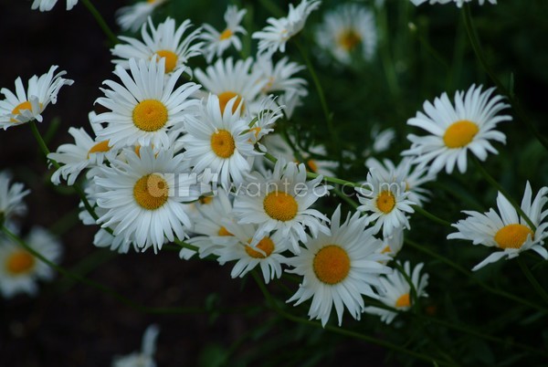 Daisies