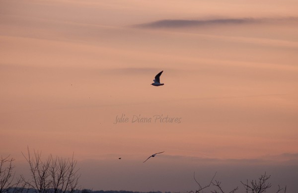 Morning Birds