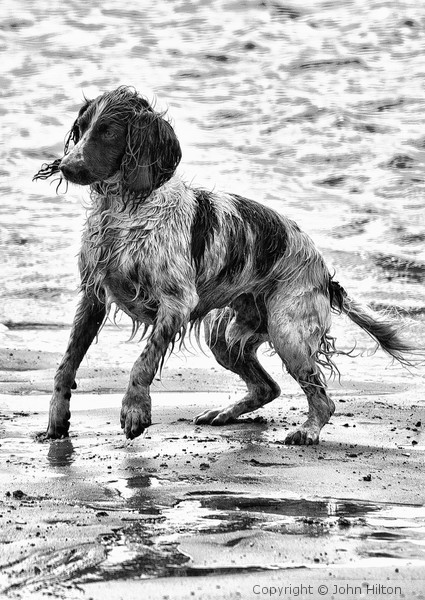 Springer Spaniel